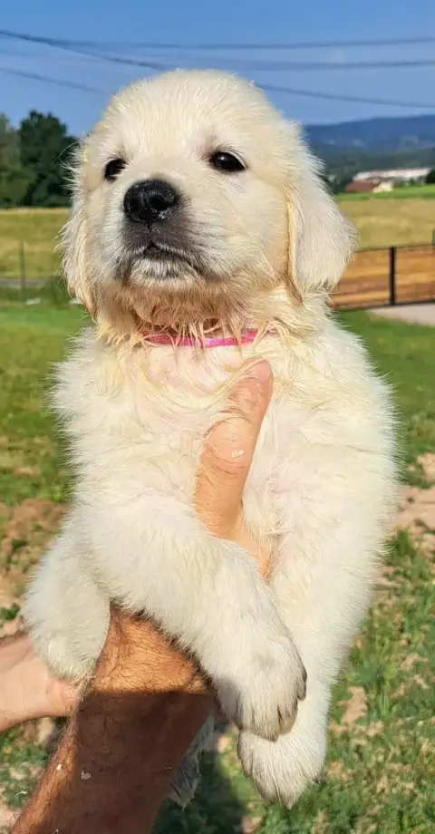 Golden Retriever  Banana (Ruban Rose) Of Mayajoe'S Dr fe0e3