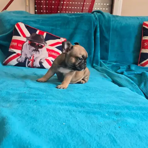 Bouledogue Français  Billy De Beauregard photo 2