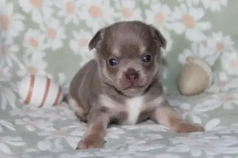 Chihuahua  Chiot N°2 Des Joyaux De La Sambre