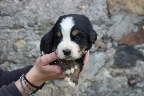 Bouvier Bernois  Chiot 1 De La Vallée De L'Hyrome