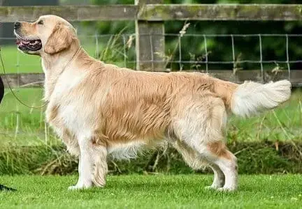 Golden Retriever  Chiot N°1 De La Douce Source photo 2