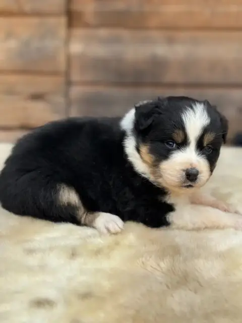 Berger Australien  Baby Vaiana Des Gardiens D'Hadès 5dfce photo 2