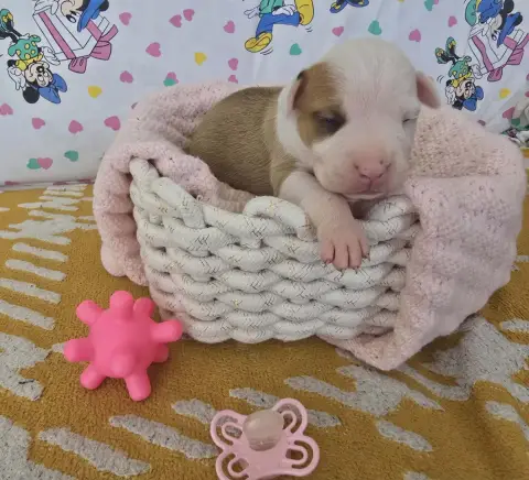 American Staffordshire Terrier  Chiot N°7 De La Vallé aa67a