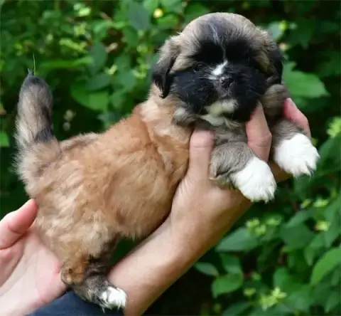 Epagneul Tibetain  Chiot N°2 De Dame Nature photo 2