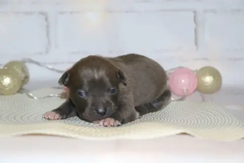 American Staffordshire Terrier photo 2