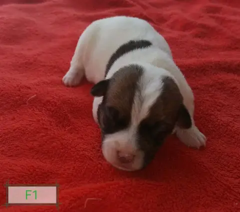 Jack Russell Terrier 
                        B... De 48d9c photo 2