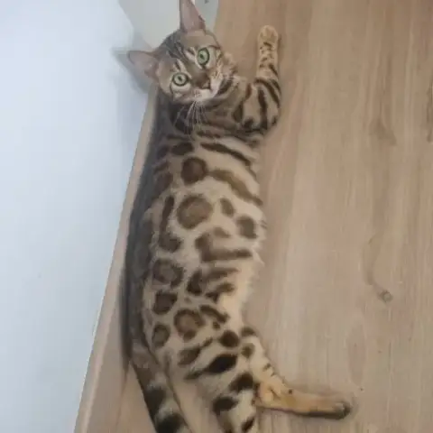 Femelle Bengal