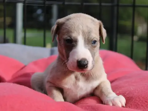 Whippet  Chiot N°2 Du Clos D'Arlequin photo 2