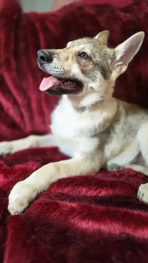 Chien-