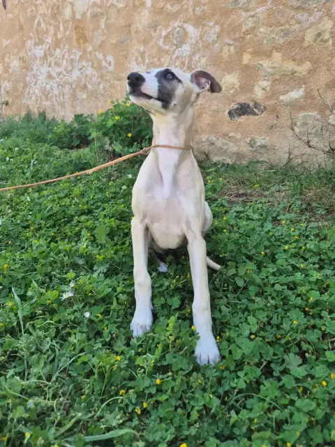 Whippet  Blackpearl Du Domaine De Tinuchka photo 2
