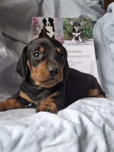 Teckel Poil Ras  Chiot N°4