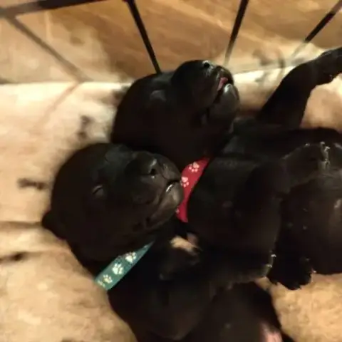 Staffordshire Bull Terrier Mâles Lof  A Réserver