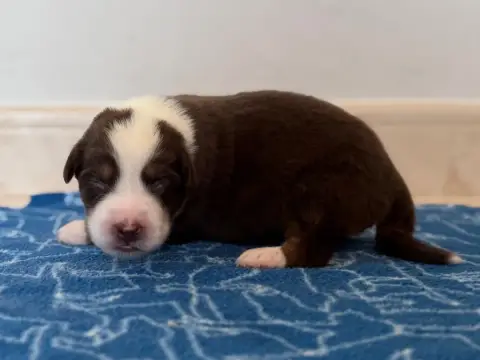 Berger Australien 
                        Chiot 12 A 74c3b