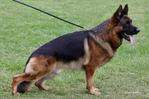 Berger Allemand  Chiot N°1 Des Greniers Du Roy