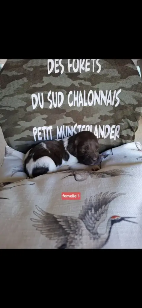 Petit Epagneul De Münster  Chiot N°5 Des Forêts Du Su d09b4