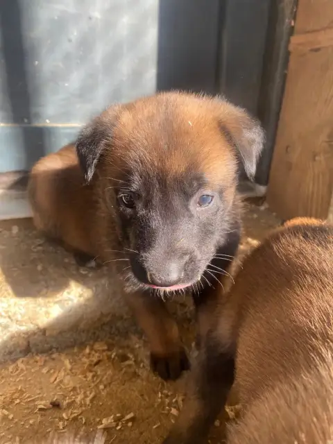 Berger Belge  Chiot N°8 Du Domaine De La Rebeyrie