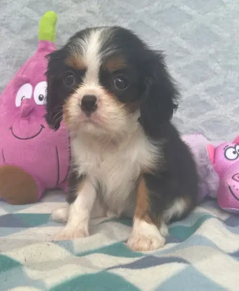 Cavalier King Charles Spaniel  Chiot N°5 D'Ysatis photo 3