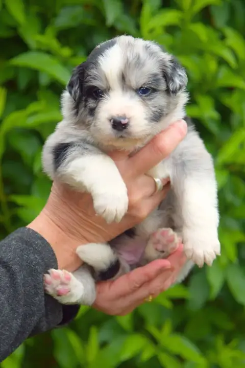Berger Australien  Baïla Red Aussie'Rise photo 2
