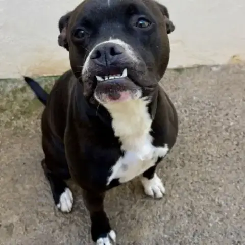 Chien Bidou À L Adoption