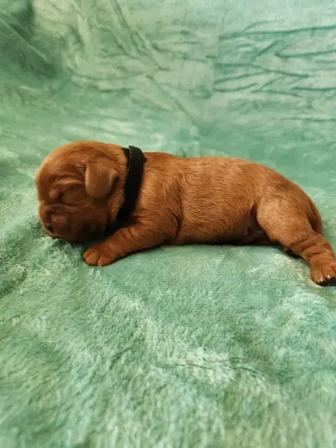 Cavalier King Charles Spaniel  Chiot 8 Du Royaume De  c5cb7 photo 2
