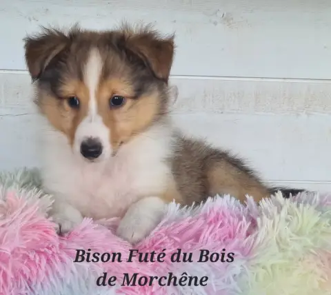 Shetland Sheepdog  Bison Futé Du Bois De Morchène photo 3