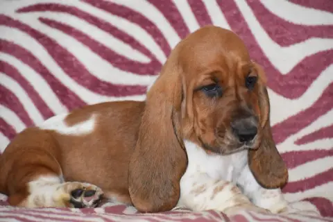 Basset Hound  Bretzel Des Mille Et Une Roses photo 3