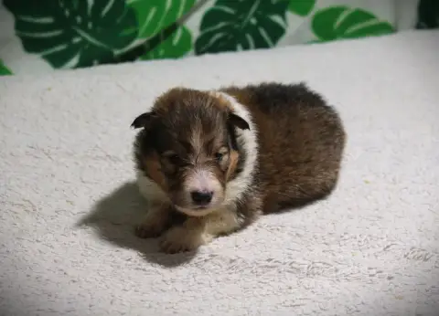 Shetland Sheepdog  Chiot N°3 Des Dames Chanoinesses 1a288