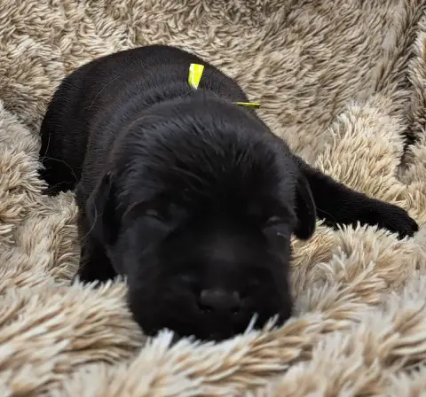 Labrador Retriever  Brody photo 3