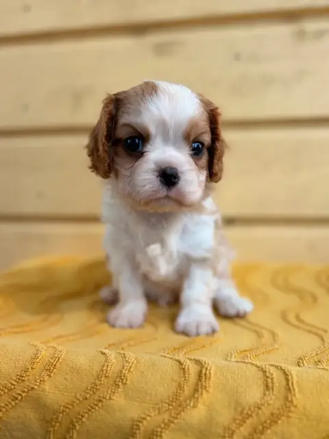 Cavalier King Charles Spaniel 
                       d1203 photo 2
