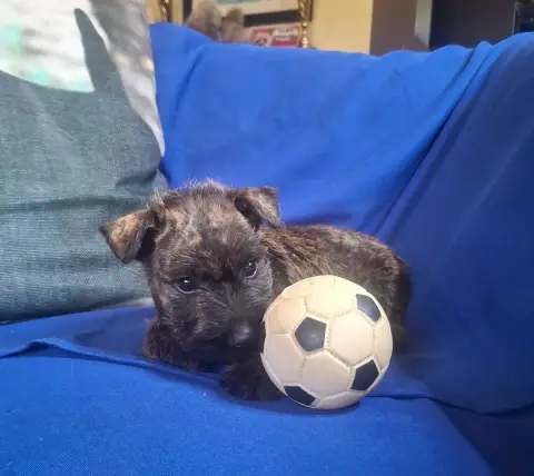Scottish Terrier  B... Du Harpouy D'Auzan photo 3