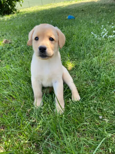 Labrador Retriever  1 Des Bonnes Beches