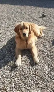 Golden Retriever  Chiot N°6 Du Moulin De Madjurie photo 2