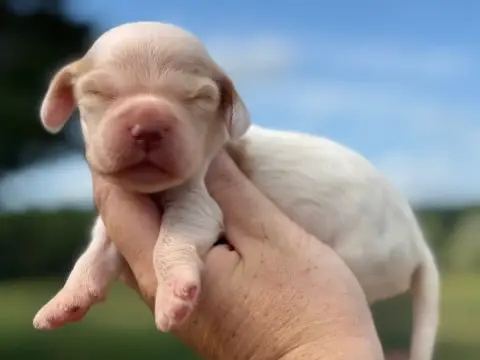 Cocker Spaniel Anglais  Chiot N°3 Du Clos De La Majes 48f52
