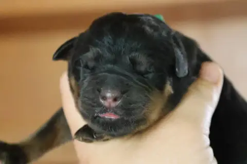 Rottweiler  Buster House Of Warrior photo 2