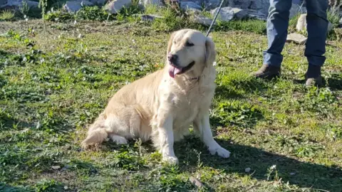 Golden Retriever  Chiot N°3 Des Carrieres De Poincy fa7b7 photo 3