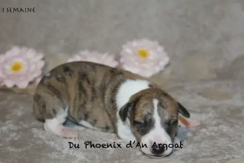 Whippet  Bella Du Phoenix D'An Argoat photo 2
