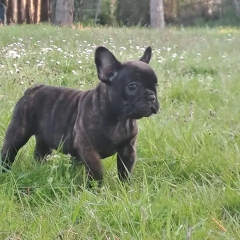 Bouledogue Français  Baïa Des Joyaux D'Osiris photo 3