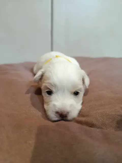 Coton De Tulear  Jaune Du Haut De Champfleury