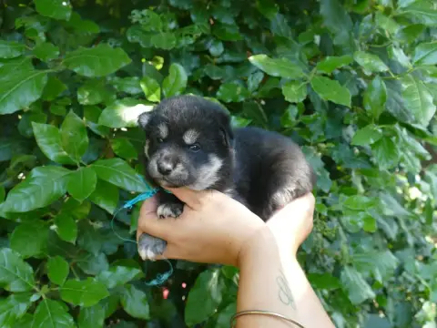 Shiba photo 2