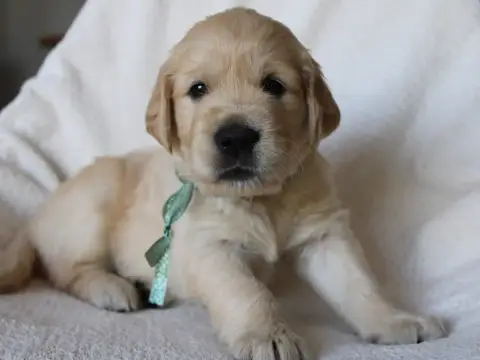 Golden Retriever  Bridgerton Du Monde De Neige