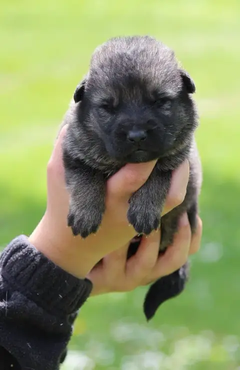 Berger Allemand  Chiot 7 Des Crocs De Heurtevent