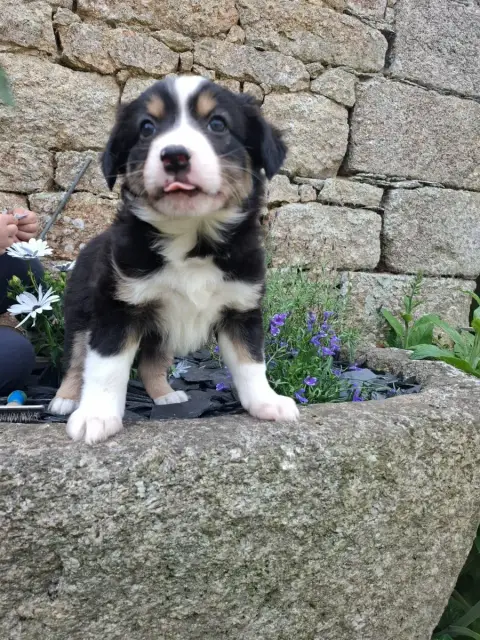 Berger Américain Miniature  Chiot N°1 photo 2