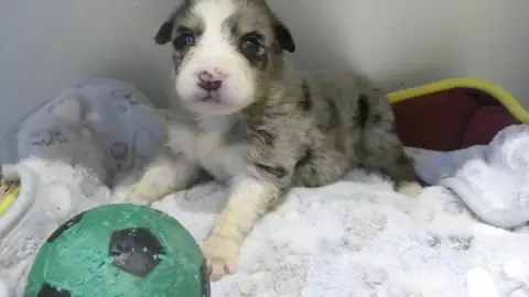 Berger Australien  Chiot N°5 Du Domaine Des Ecorces 58a36
