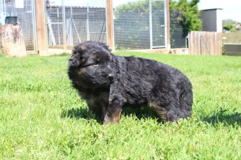 Berger Allemand Poil Long  Chiot 4 De L'Hacienda Del  32fe5 photo 2