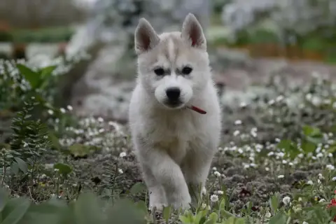 Siberian Husky  Boreas Eiras Siberian Southeast photo 2