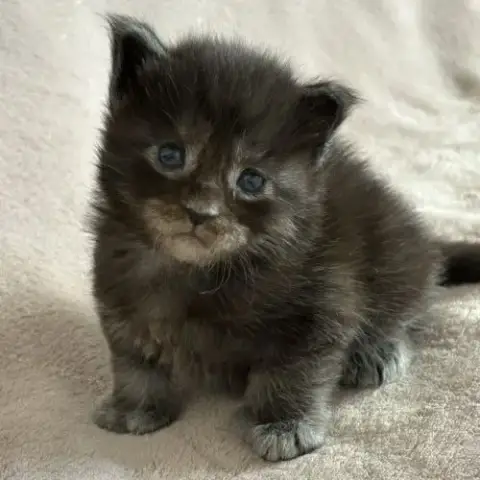 Chaton Maine Coon