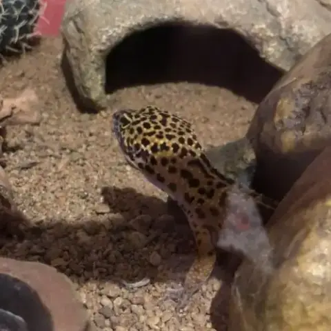 Femelle Gecko