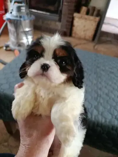 Cavalier King Charles Spaniel  Chiot N°4 Du Clos Des  22411