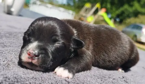 Staffordshire Bull Terrier 
                        C 282c9
