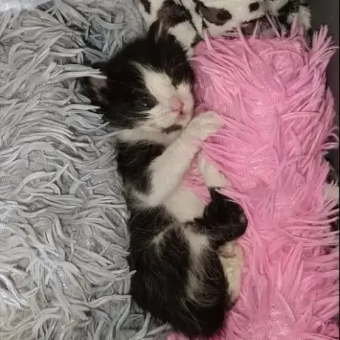 Chat Boubou À La Réservation